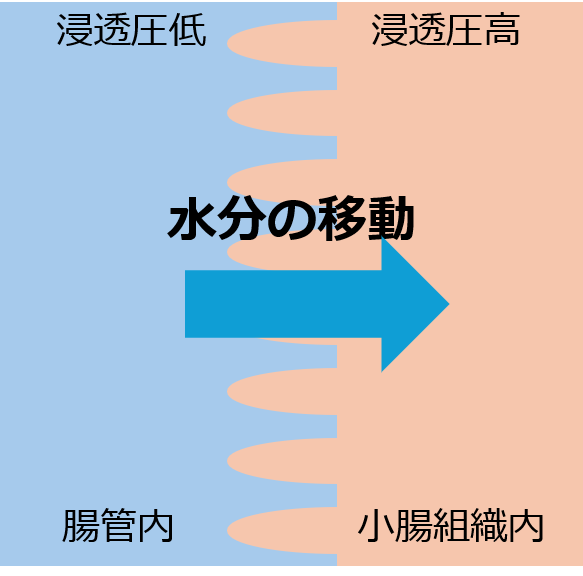 腸管内の浸透圧が低い液体の水分が、小腸組織内に移動するイメージ図
